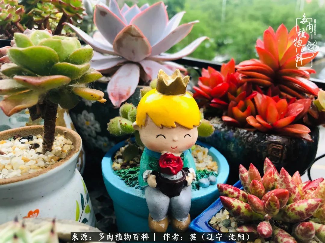 血罗|万物皆有灵性，一年四季有多肉陪伴真好！