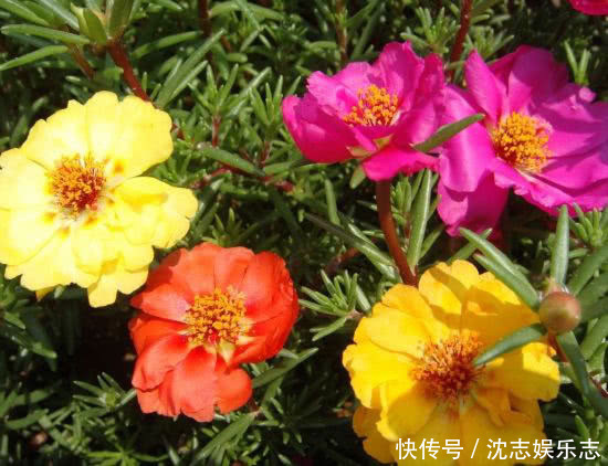 夏天|沾土就活的“5种花”，适合新手养，夏天轻松爆，阳台满光彩