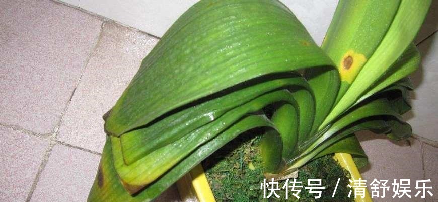 君子兰叶子长斑怎么办,找准原因快速解决君子兰叶斑问题