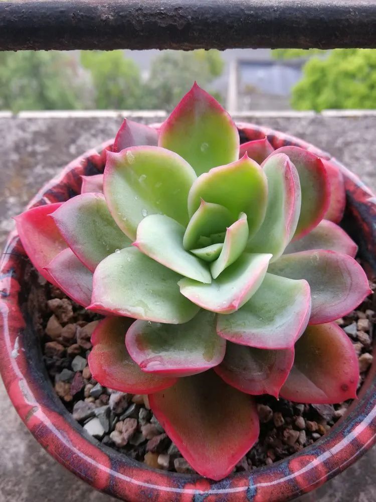 养多肉两年，200多盆养死的不到10盆，记录点点滴滴！