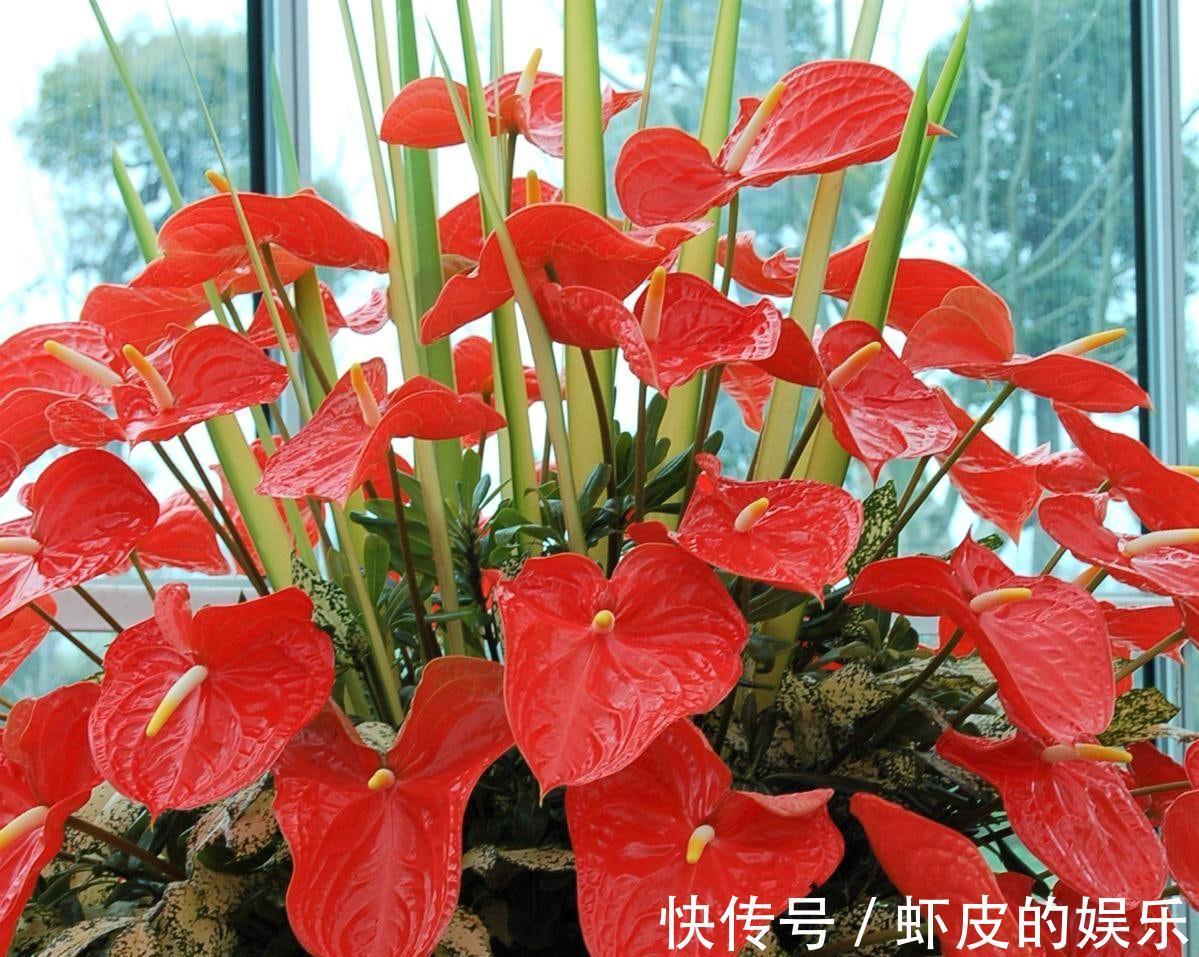 7种“勤快花”,就是“花机器”,365天开不败,从来不嫌累