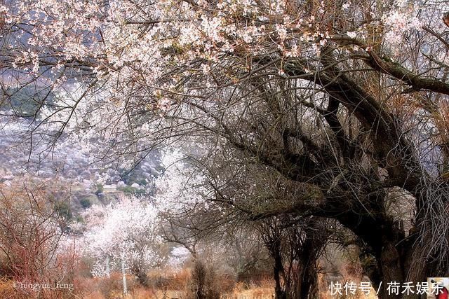 波密桃花开当桃花与雪山相遇，便成为云上仙境