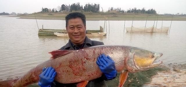 重金属|这些鱼已被拉入“黑名单”，最好别给孩子吃，希望你别在吃上犯错