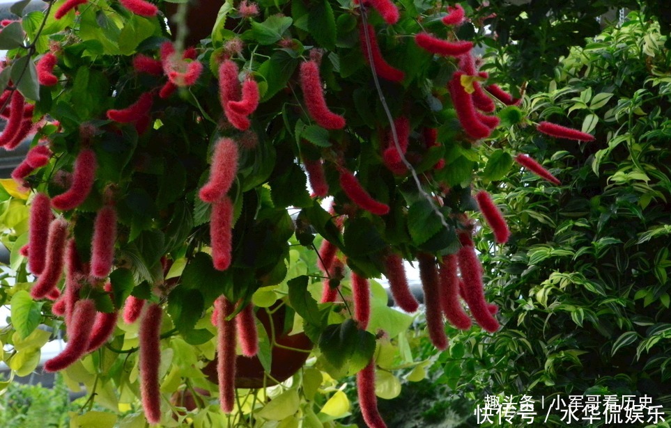 此花可促进儿童生长,红绿相间,十分的出彩,有着大吉大利的寓意