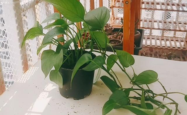 养多肉、蟹爪兰、君子兰,用它就能根固叶茂,远离烂根困扰