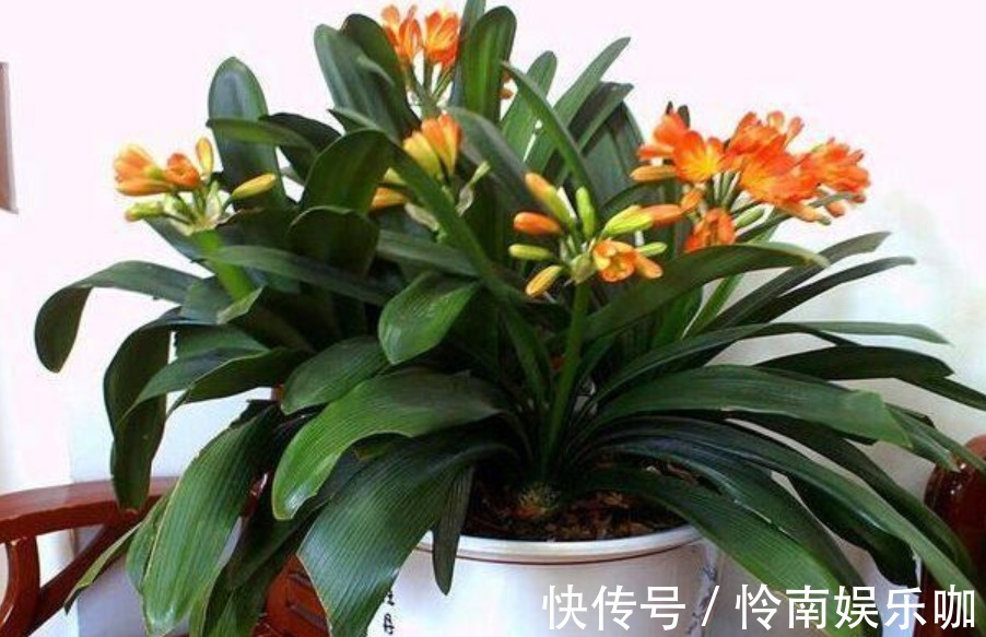 君子兰这样养,一年开花多次,掌握方法很重要!