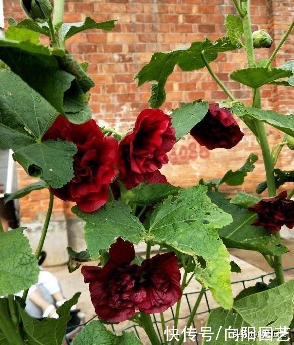 花园|蜀葵花开了，杆子蹿到一米八，花开一串串，百米开外就能见到