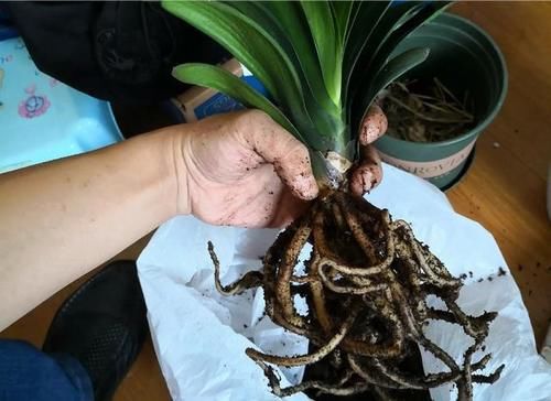 柳树枝用水泡多久能浇花生根？君子兰几月换盆好？