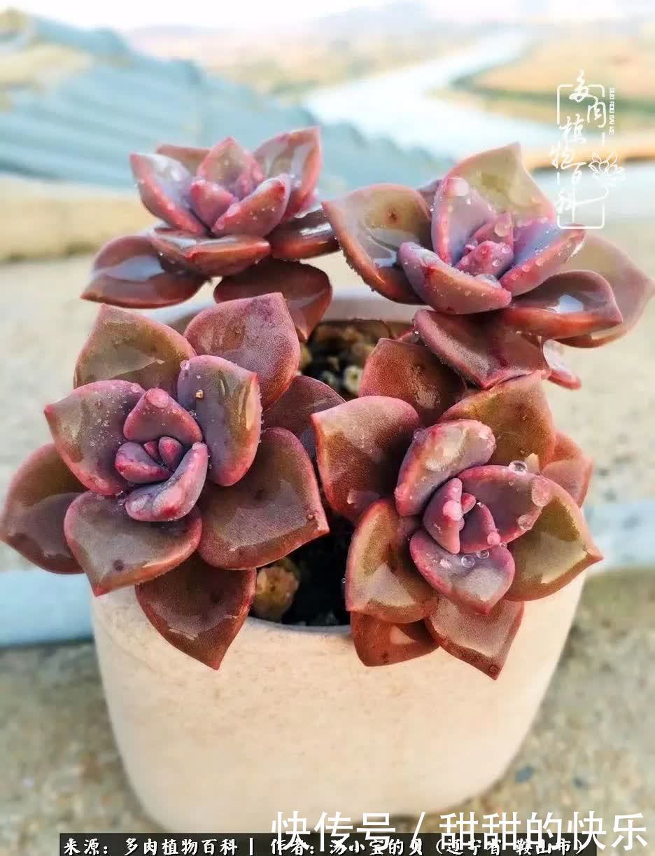 蚧壳虫|远嫁他乡,多肉是我孤寂时最美的陪伴!