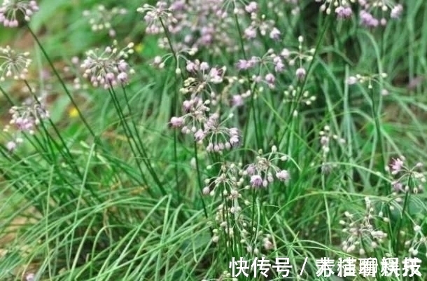 药材|农村“似蒜非蒜”的野菜,实质上为名贵药材,不要傻傻的拿来吃了