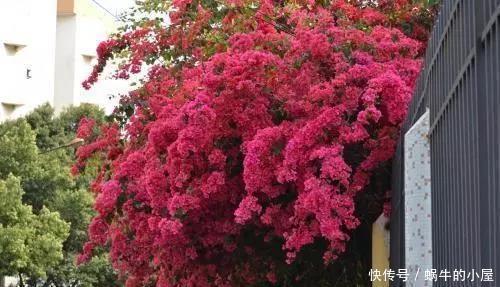 三角梅|三角梅迟迟不开花,这种浇花水“喷一喷”,红艳艳的花苞长满枝