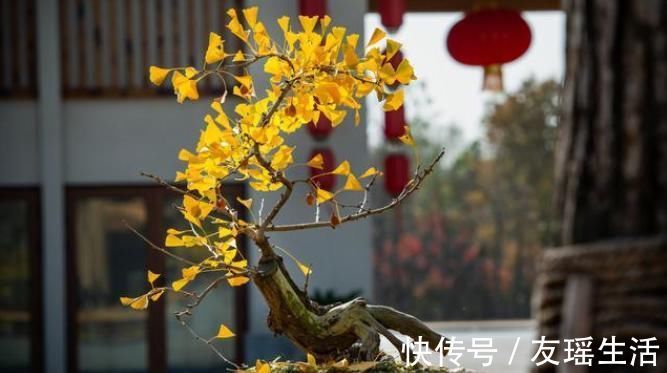 盆栽|4个方法，让盆栽银杏变成矮、胖、矬，好看又值钱