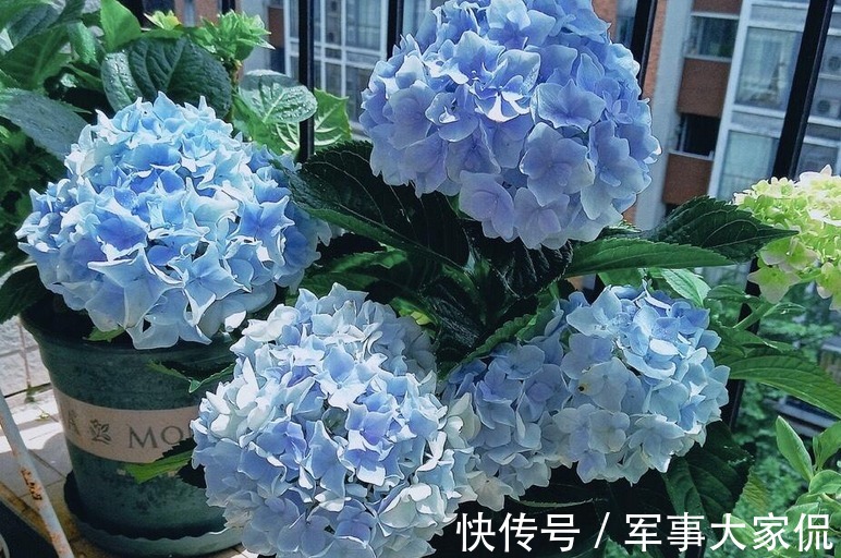绣球|养绣球花，别忘记1件事，做迟了或不干，花败后植株很难复花