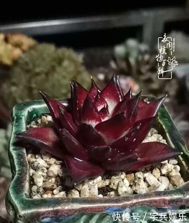 多肉植物|养多肉三年多九万里悟道,终归诗酒田园!