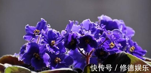 四季海棠|养花是一种生活乐趣,5种易开花的花卉,一年四季花开不断!