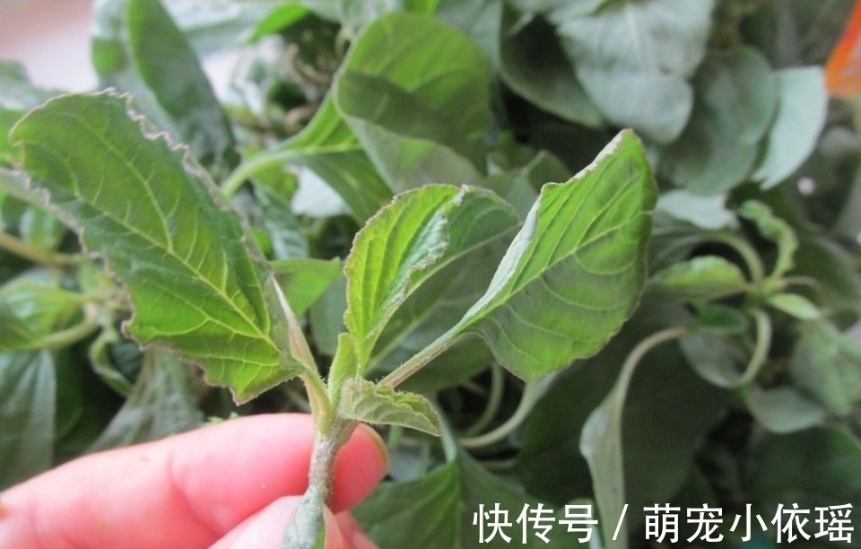 花生油|它被称“长寿菜”在我国产量大吃的人却不多,含钙量比牛奶高,可惜