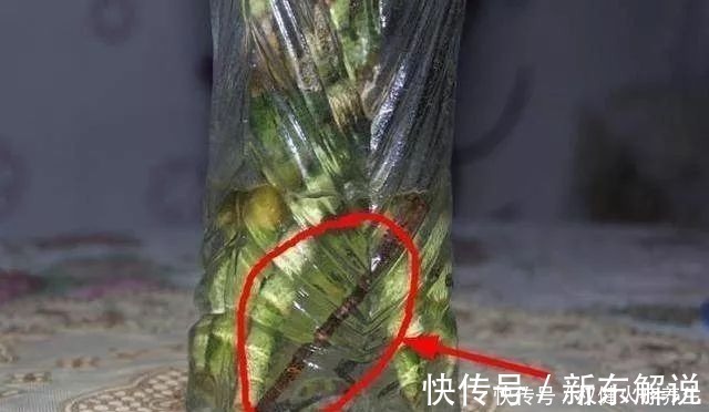 蚊香|浇水时加点小东西，植物用了呼呼长，连肥料都省了！