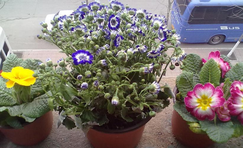 养花离不开肥料,园艺新人可这么自制,省钱又好使