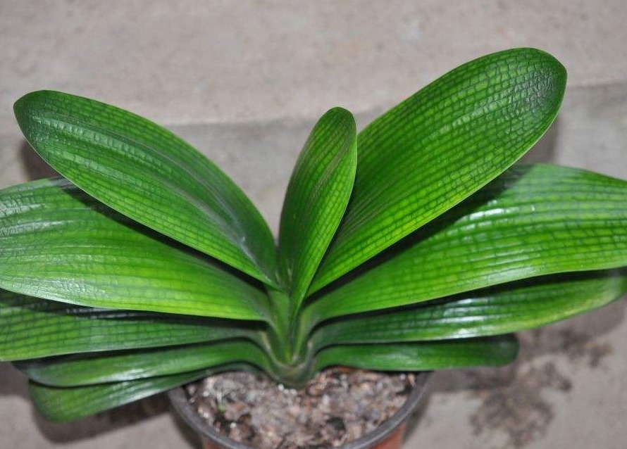 君子兰不开花大爷有“妙招”,花朵蹭蹭冒,叶片绿油像打蜡一样