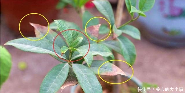 桂花掉叶子,问题出在根上,现在是最佳“挽救”时间,别错过!