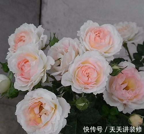 养护|4种冷门月季花,花多色艳,养的人却不多,全养的都是大神