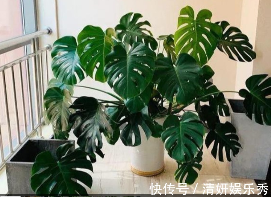 居家养花:自制高氮肥、磷钾肥,该准备哪些东西?