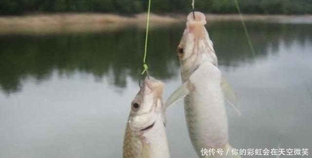 春钓板鲫,按我说的用漂,中鱼率不空竿,钓完特过瘾