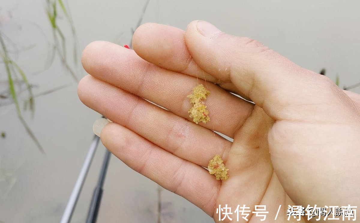 钓鱼|钓鱼时容易被忽视的问题:“狂抽正嗨时突然停口”,是何缘由?