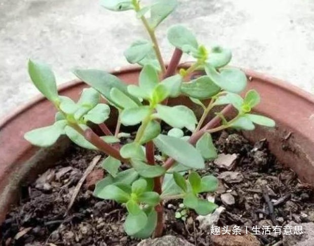 2种盆栽再丑，也要养在家里！不仅吸甲醛，还让白发“乌黑”发亮