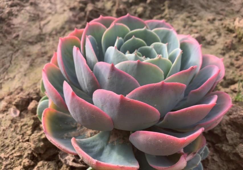 别人的玉蝶种在泥巴里简直太美了!为何你的玉蝶年年养年年死?