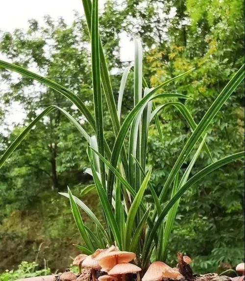 兰花长的慢不开花？这是休眠期，做好这几步，秋天一到花苞冒不停