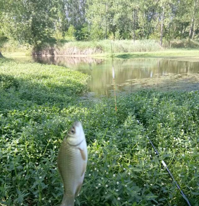 饵料|夏钓没口,浮漂成了“定海神针”,不是水里没有鱼,你得用这4招