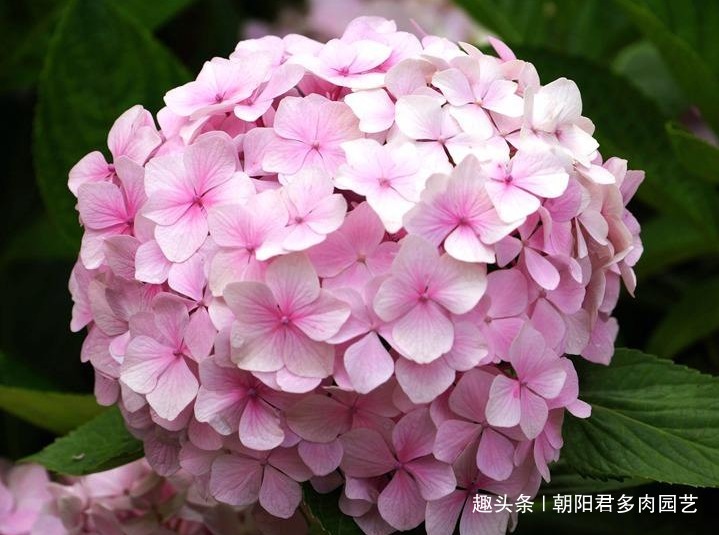 秋养绣球花,掌握2个小技巧,明年开花准爆盆