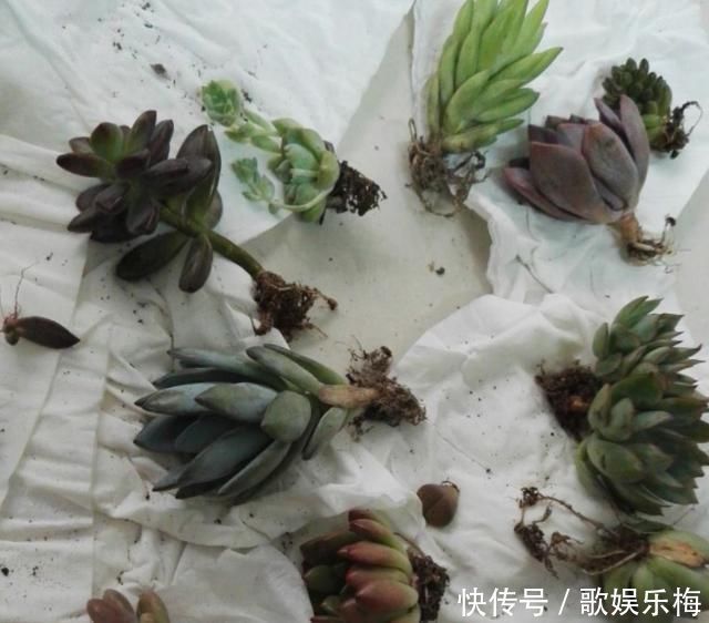 浇水|新买的多肉,旱它10天不浇水,反而长得特别胖