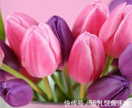 喜欢玫瑰,不妨试试“珍稀品种”汤姆奥桑特,水果香味,淡雅秀美