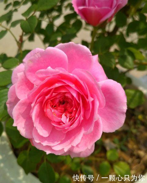 爱丽丝|最值得入手的月季,铃之妖精