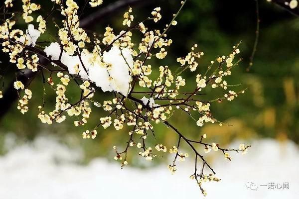 安阳喜降梅花雪