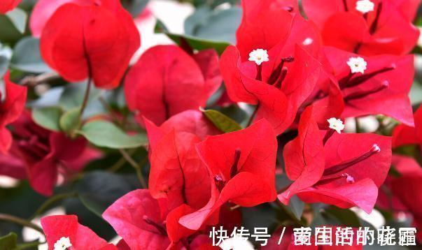 施肥|能把三角梅养爆的人,都很大方,从不“吝啬”这3样东西