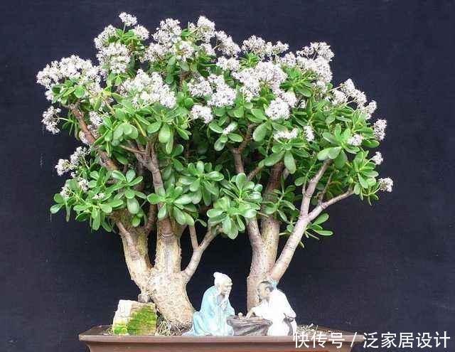 玉树太难看？干脆利落剪几刀，玉树临风的老桩子，能活几十年