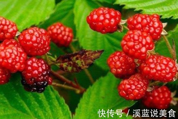 蛇莓|乡下茅房边的“野草莓”,熊孩子经常拿来吃,殊不知营养价值很高