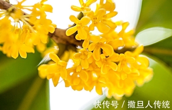 中国十大名花，谁排名第一？