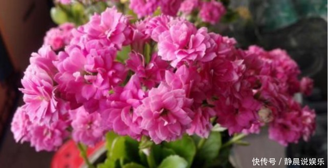 夏天“牛奶”过期,多做“一步”来浇花,土壤疏松肥沃,养啥都旺