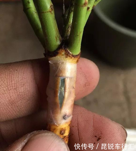 砧木|花开像月季,易爆花,-20℃冻不死,好养活不生病,比桂花香10倍