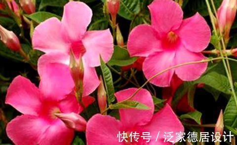 适应能力|农历7月17号起，最适合养这些花，给你一片花海，浓绿柔软