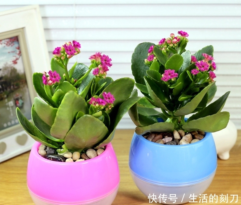 长寿花很好养,施点这种肥,叶片肥美又亮丽,花期能达150天