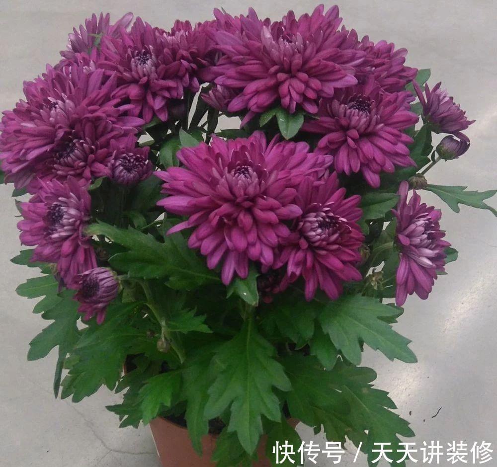 香气|6种“健康”花,寓意好又吉利,家里多养一盆,全家少生病