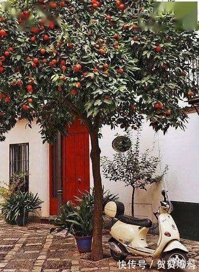 家有五树,儿孙都富!有院子建议栽5种树,看花,收果,寓意吉利