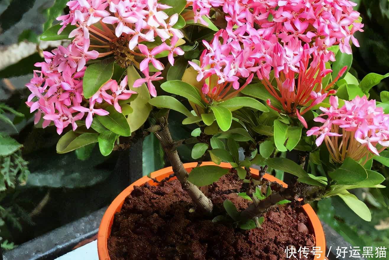 重点|到了夏天,新手养花该先抓住哪些重点?关键有3处