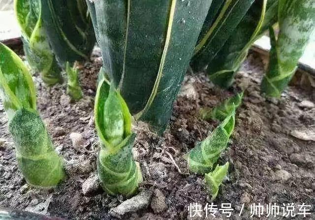 湿布|虎皮兰最怕“三种水”，室内养护需避开，憋出小崽，绽放层叠群兰