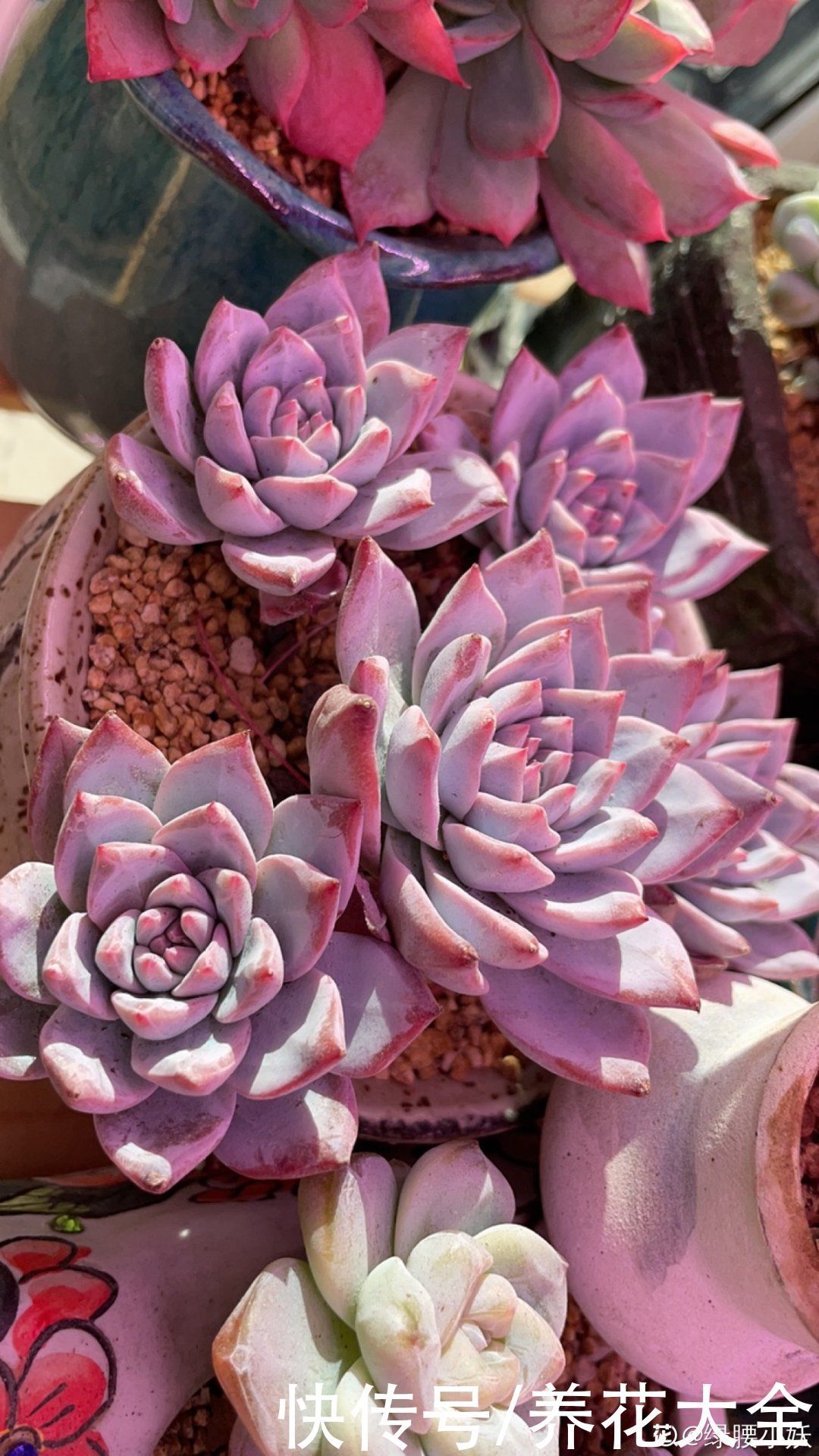 室内养多肉,也能养出水晶果冻色,任谁看到都说好